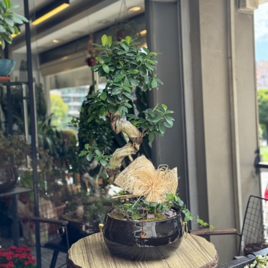 Ginseng Bonsai